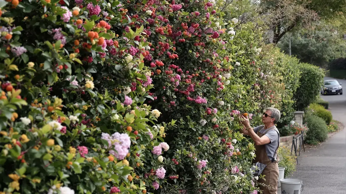 Deze nieuwe haag tegen de klimaatcrisis vervangt de thuja’s, een fout die de Fransen blijven maken